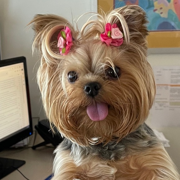 Meet your Posher, RiRi - Picture 4 of 16